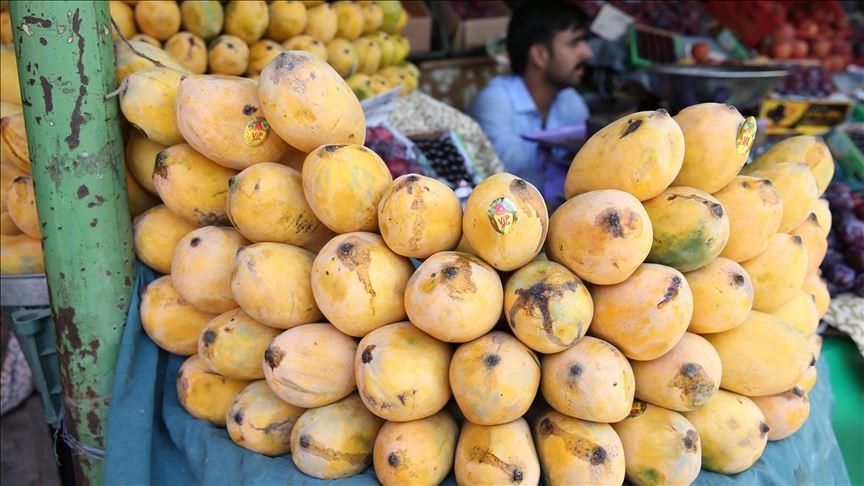 mango production